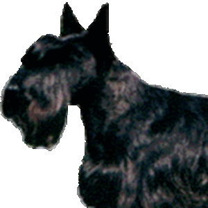 kathleenoster avatar