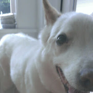 stupendousspork avatar