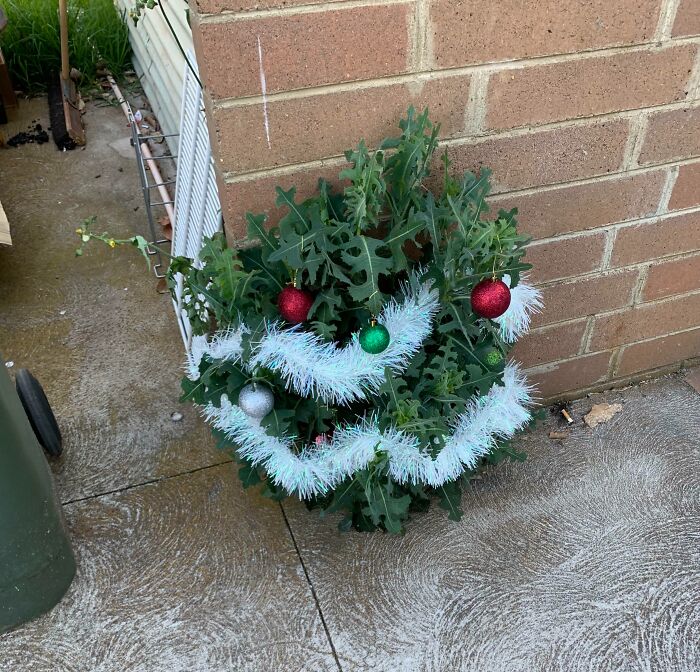Someone At My Local Bowls Club Dressed Up An Overgrown Weed As A Christmas Tree