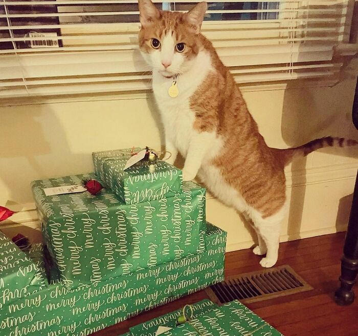 Santa Claws Is Comin’ To Town