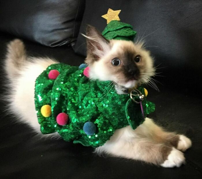 Another Cute Pic Of Evelyn As A Christmas Tree