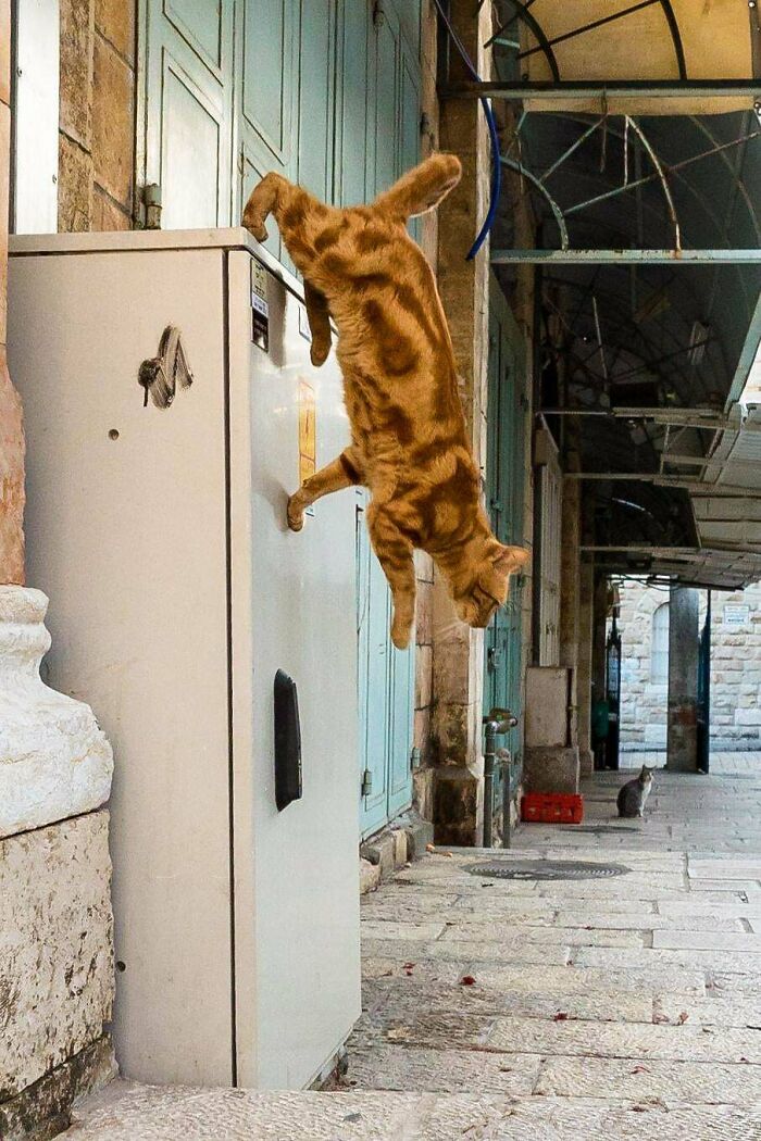 Spotted In Jerusalem. This Cat Flouts Gravity's Conventions