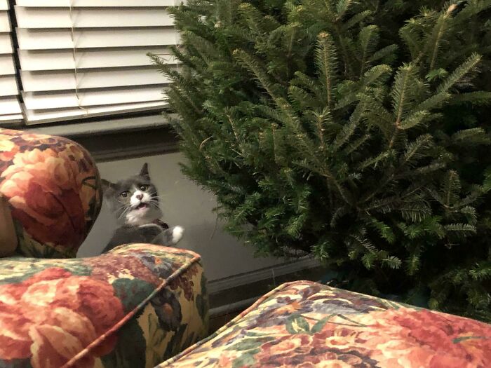 Girlfriend’s Cat Has Never Seen Christmas Tree Before