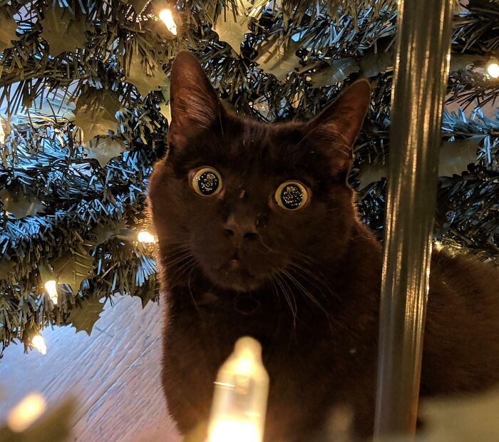 My Cat, Binx, Seeing A Christmas Tree For The First Time