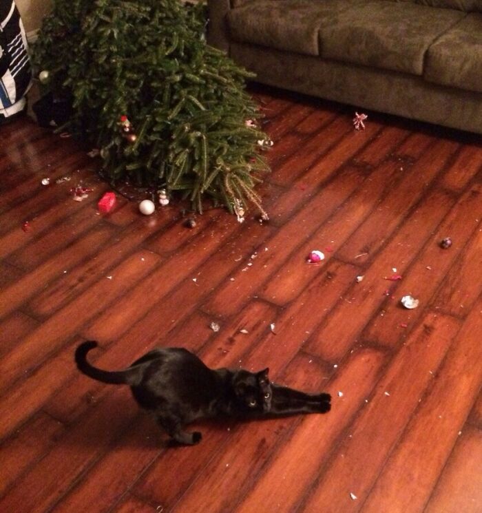 So, I Guess My Cat Is Done With Christmas