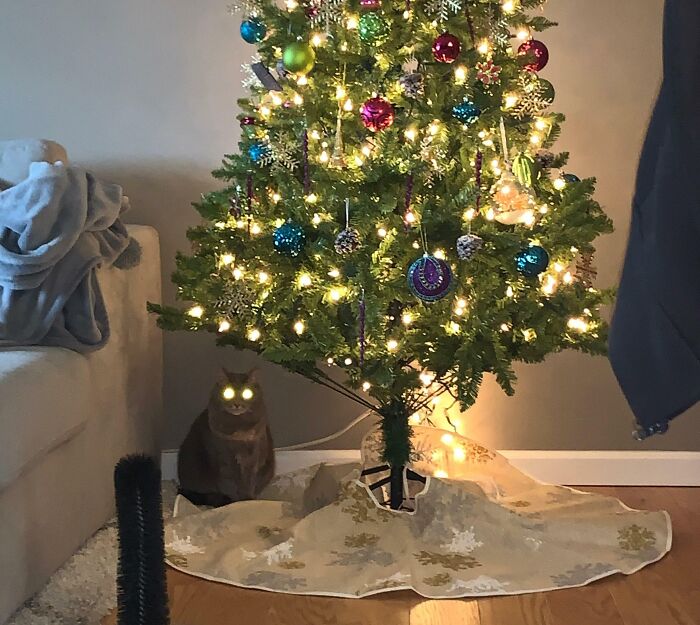 My Cat And My Tree Are Both Plugged In And Ready For Christmas