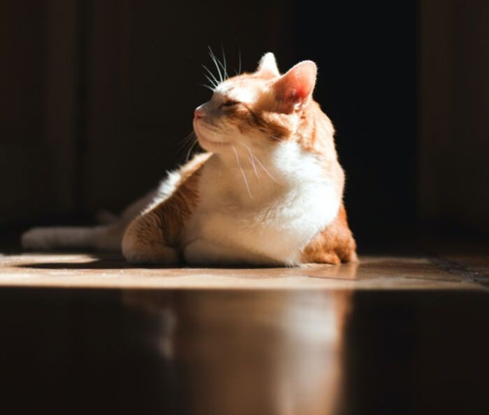 Cat laying on the floor and sunbathing