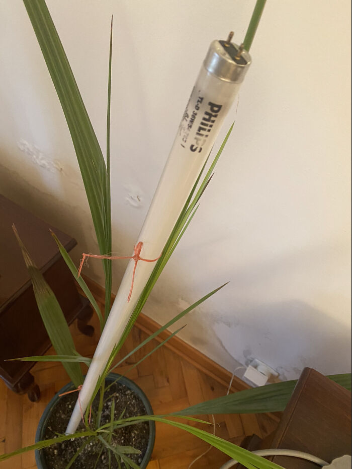 My Girlfriend's Idea Of A Plant Support