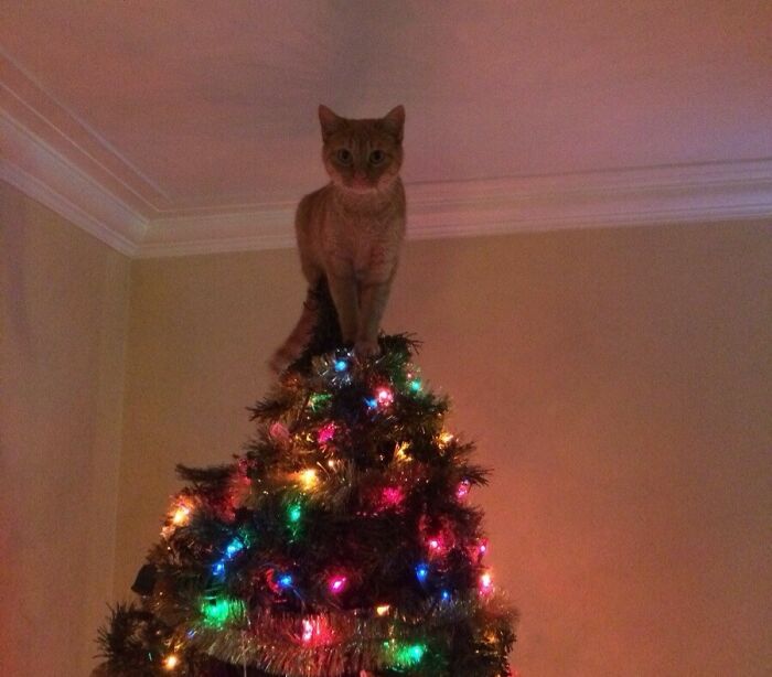 No Need To Put A Star On Top Of The Tree Now