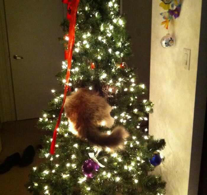 Woke Up To Our Cat "Trying" To Hide In The Tree