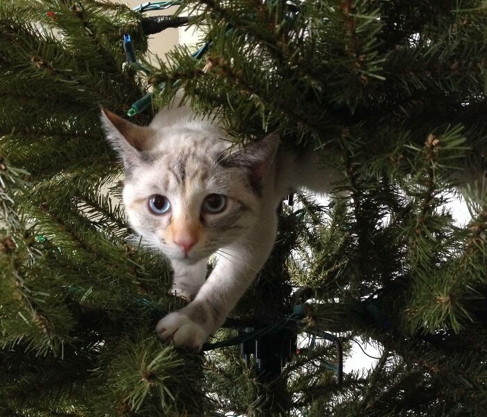 The Christmas Tree Has Helped Clara Realize Her Dream Of Being A Wild Cat