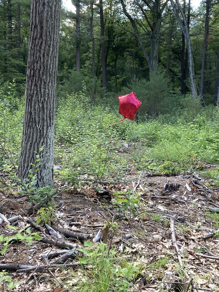 Red Balloon Far Out In The Woods
