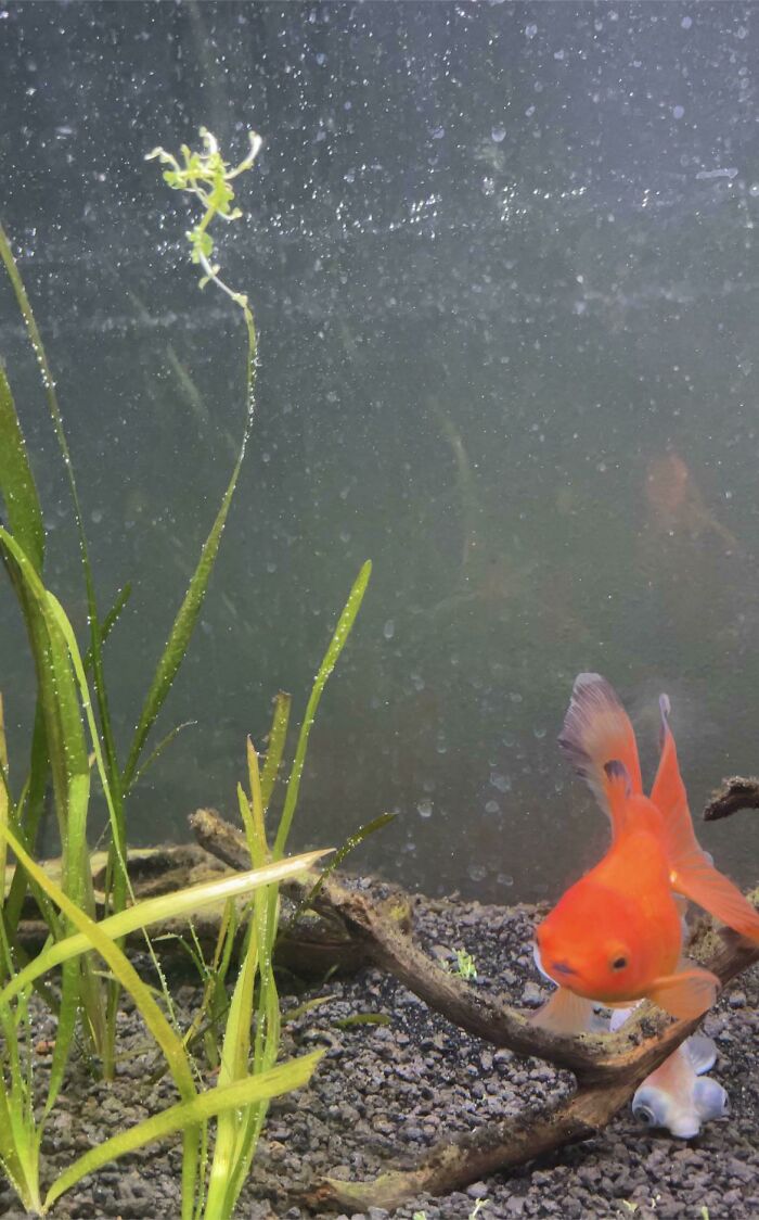 Spent Over 100 Dollars On Expensive Aquarium Carpeting Plants. My Goldfish Both Uprooted And Ate All Of Them In The Span Of 5 Minutes
