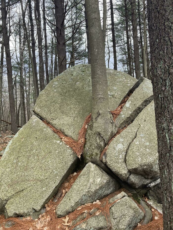This Tree Broke This Rock And Kept Growing