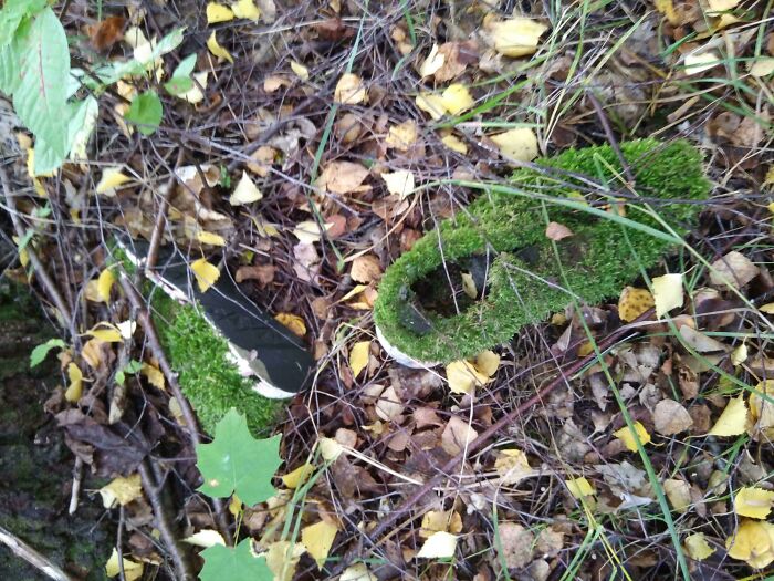 Zapatos viejos en el bosque convertidos en musgo