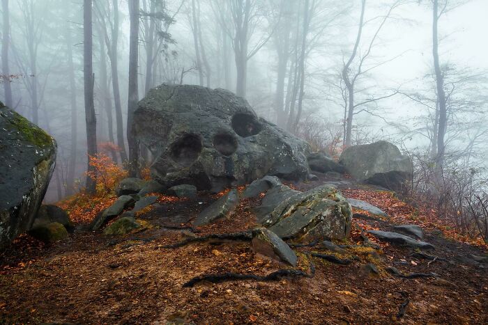 Roca con aspecto de calavera en medio del bosque