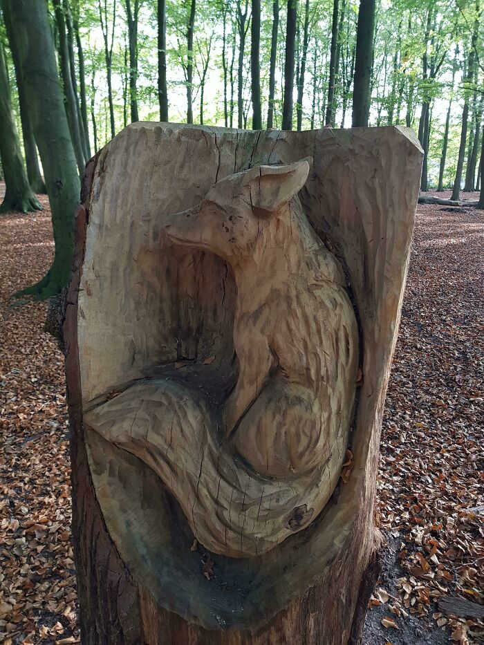 Encontré este zorro tallado dentro de un tocón de árbol, en un bosque cercano a mi casa