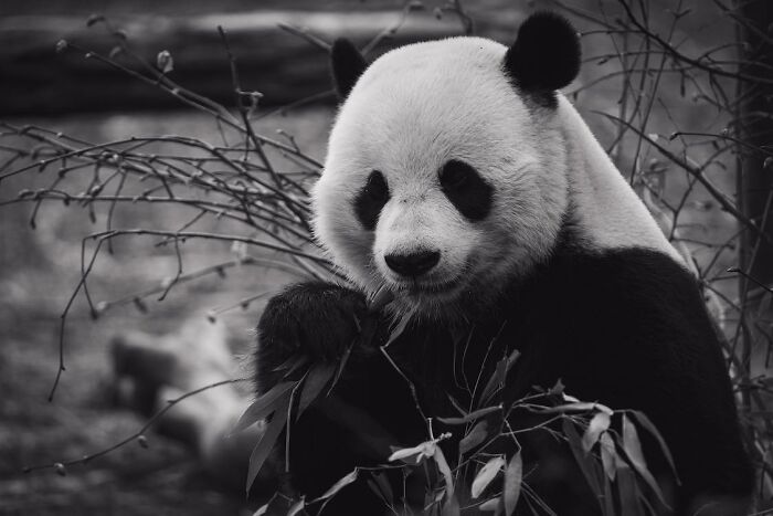 Black and white picture of a Panda 