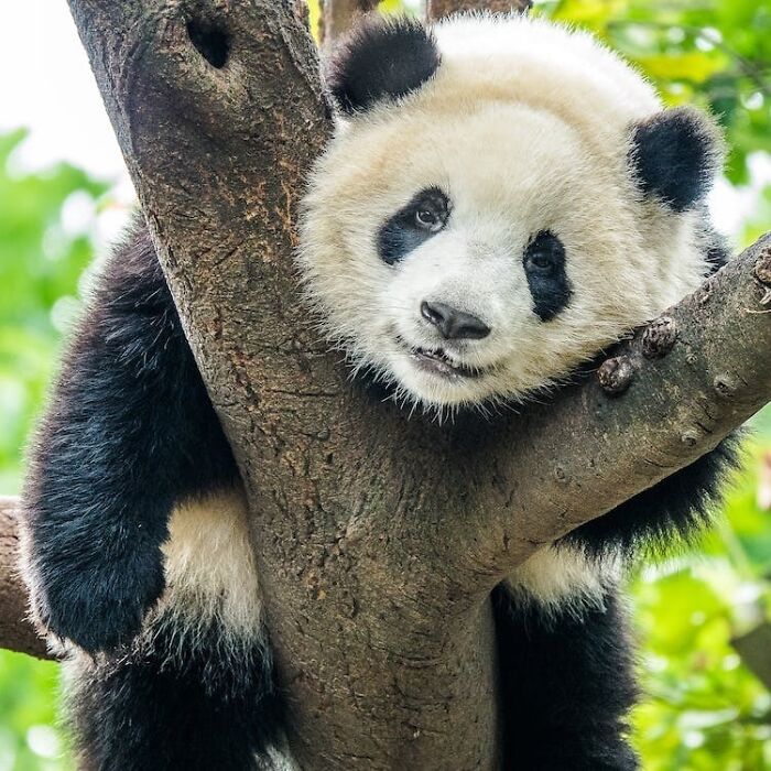 Panda chilling in the tree 
