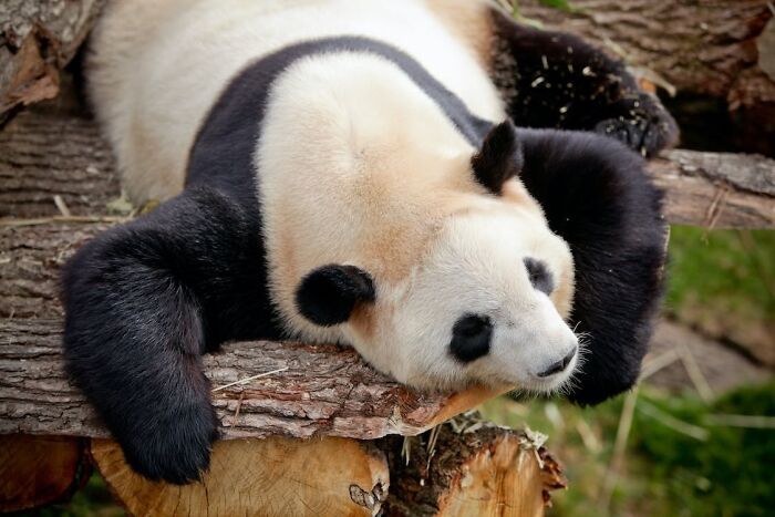 Panda laying and eating a tree 