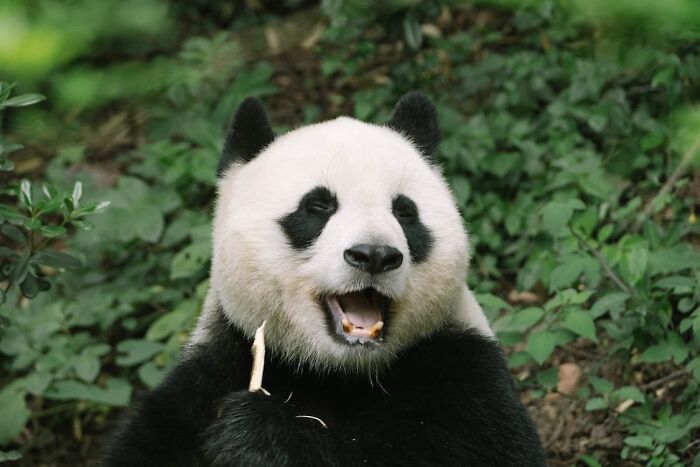 Panda eating a bamboo 