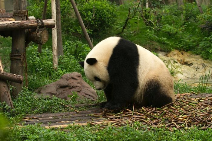 Panda looking down to the ground 
