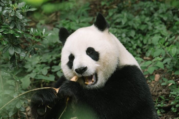 Panda eating a bamboo in the forest 