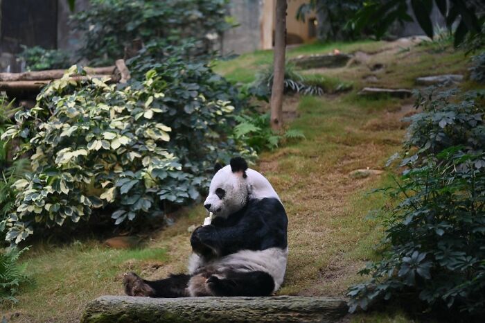 Panda sitting and eating bamboo 
