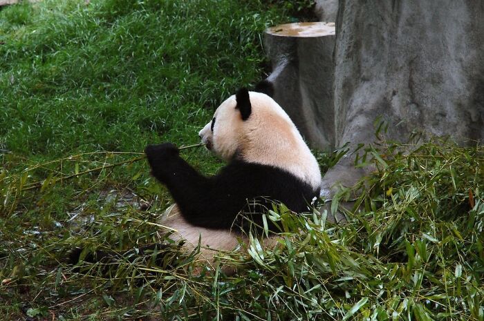 Panda sitting and eating a branch 