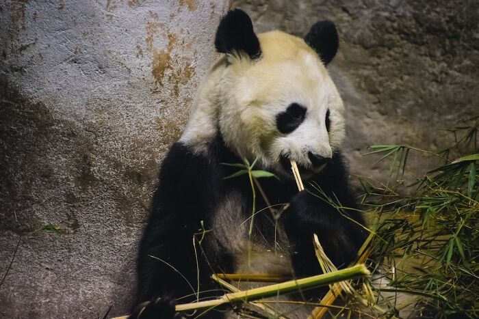 Panda leaning on the rock and eating bamboo 
