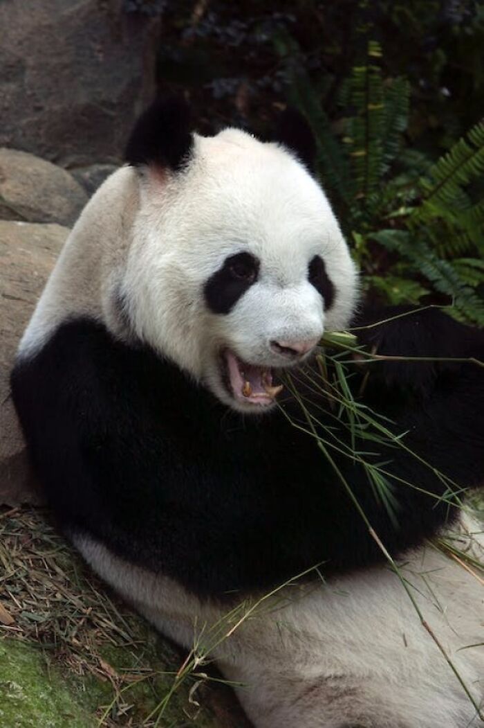 Panda eating grass 
