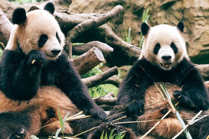 Two Pandas sitting and eating bamboos 