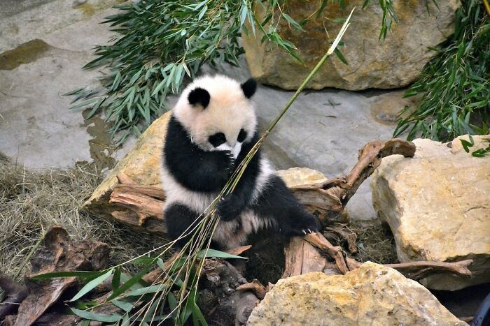 Baby Panda sitting and eating a bamboo 