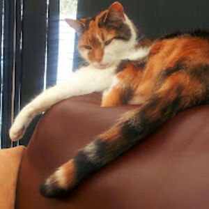 shiv-shaktisharma avatar