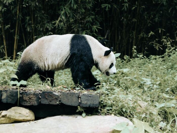 Panda walking on rocks 