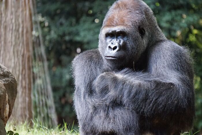 Go Gorilla Trekking In Uganda