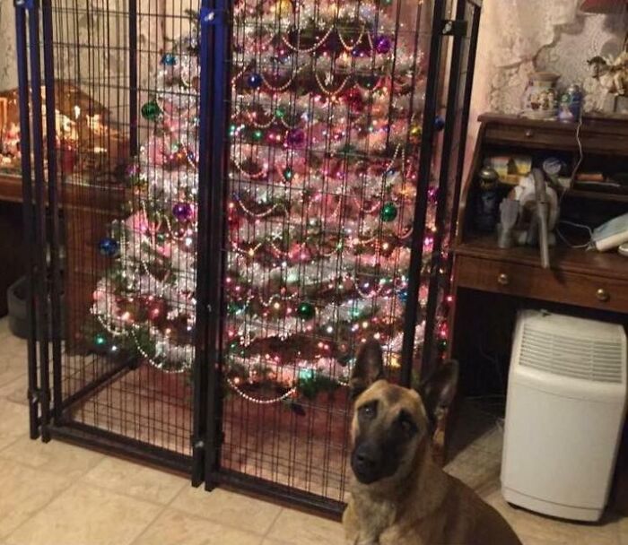 Someone Isn't To Be Trusted With A Decorated Christmas Tree