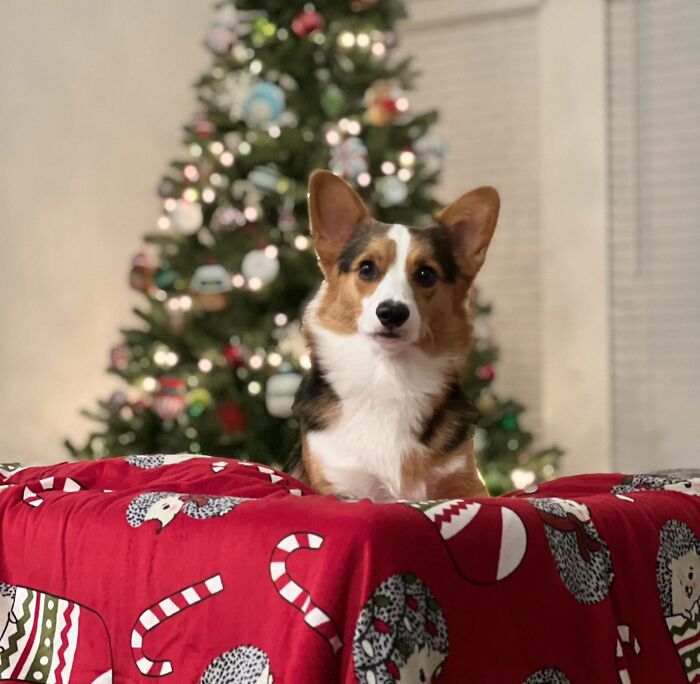 My Goodest Boy And His First Christmas