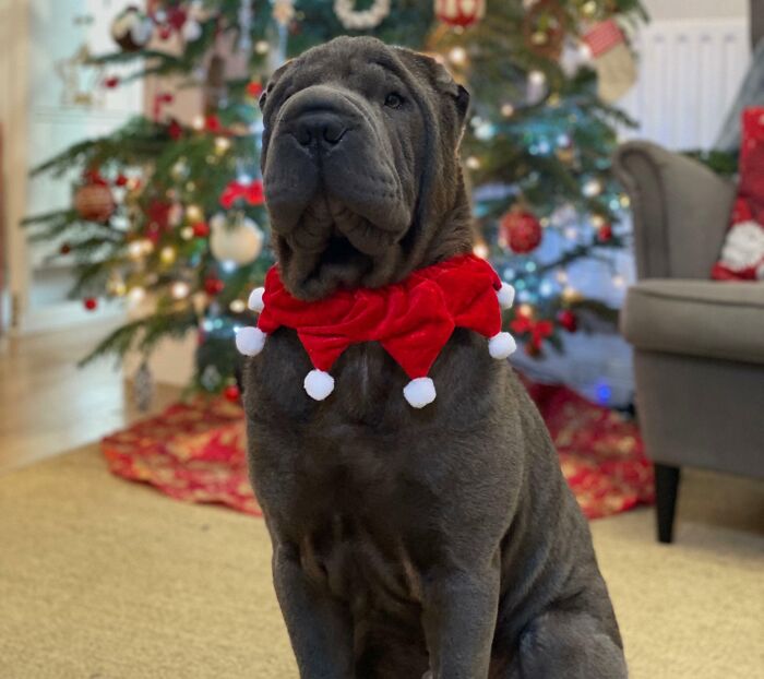 My Regal Looking Sharpei Posing For His Official Christmas Portrait!