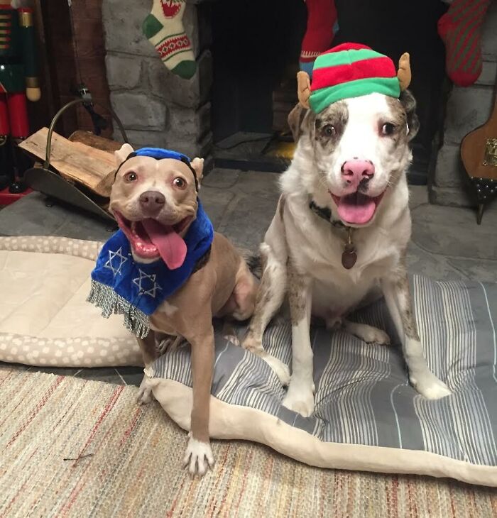 Merry Christmas And Happy Hanukkah From These Two Dogs In People Clothes!