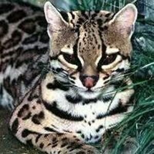 fenderbabee97 avatar