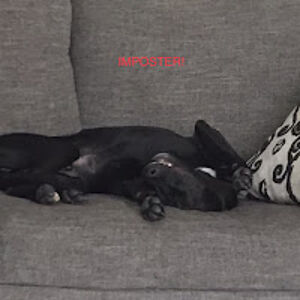 generaljackson_1 avatar