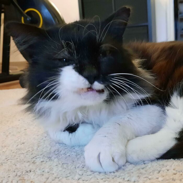 Just Adopted Sylvester. He Is Showing Off His One Fang And Shredded Ears. He Has Feline Aids And Is The Gentlest Boy