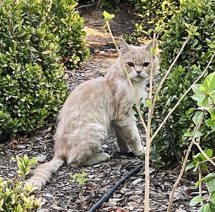 Never Felt The Urge To Adopt A Stray Cat Up Until I Saw This Guy