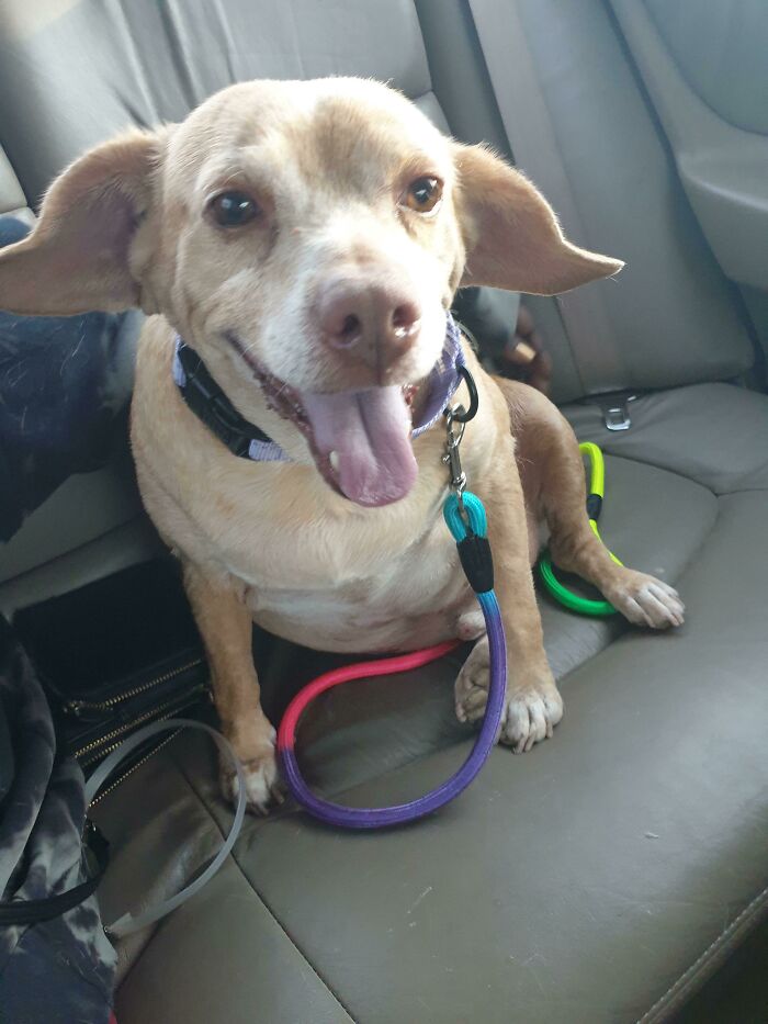 Mi amigo quería adoptar un perro mayor del refugio, ¡conoced a Toby!