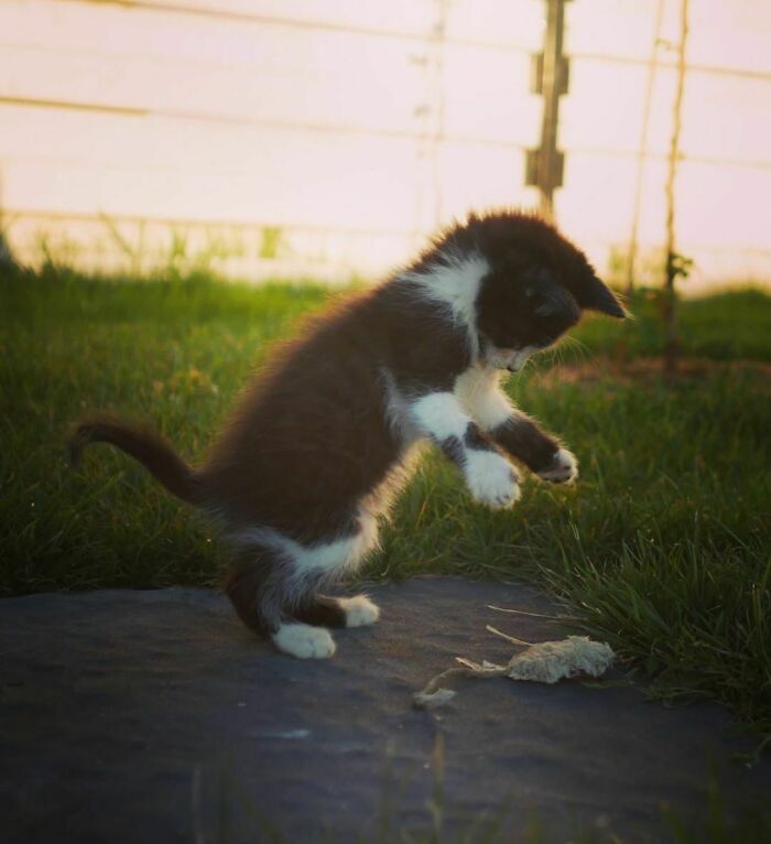 Today I Decided To Adopt A Kitten. Watch Him Play With The Leaf. So Cute