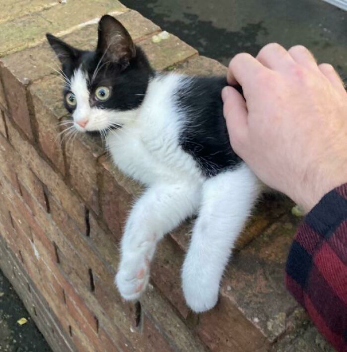 Lost Kitten We Adopted At Work (We’re Able To Find Him Good Home)