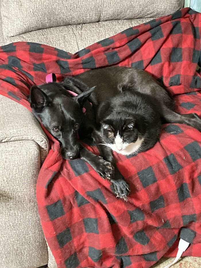 Newly Adopted Old Cat Found The Cuddly Pup