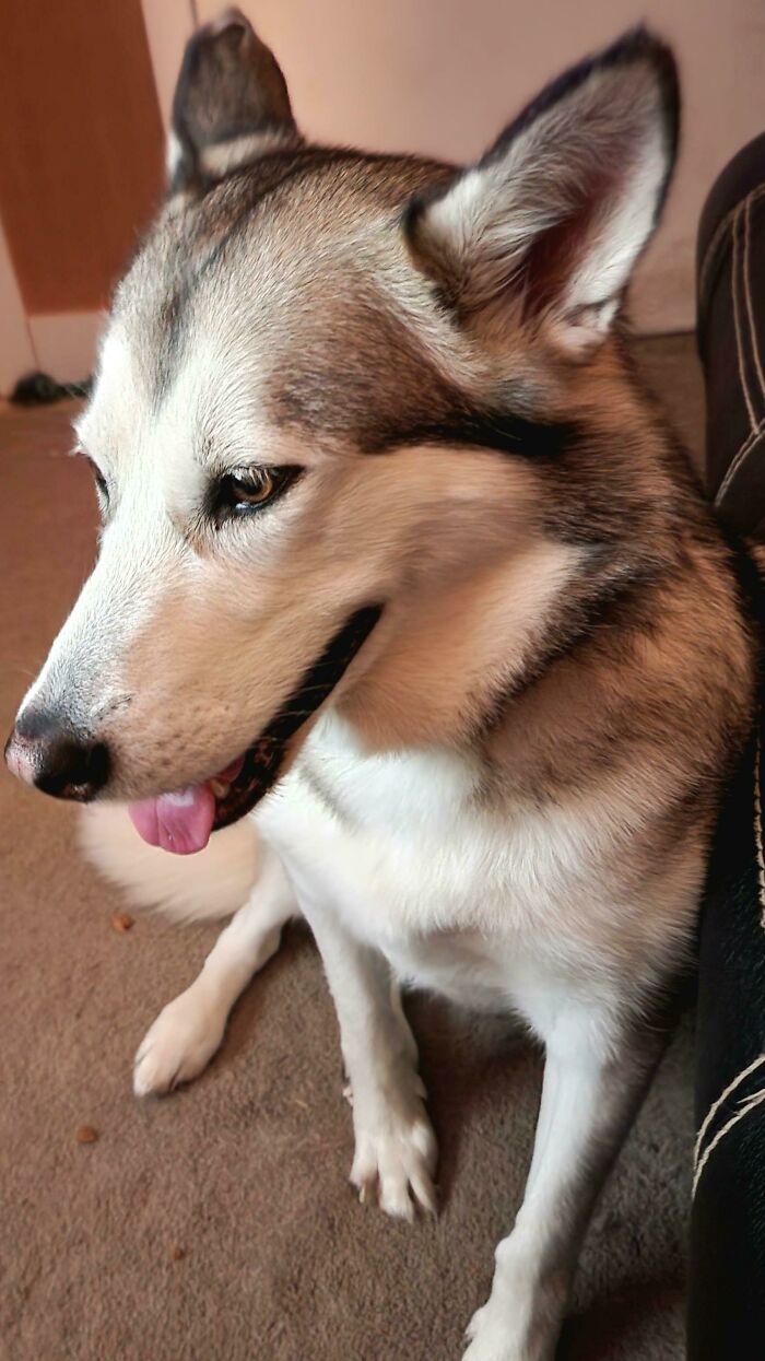 Honey. My Adopted Husky Posing For The New Phone Pic