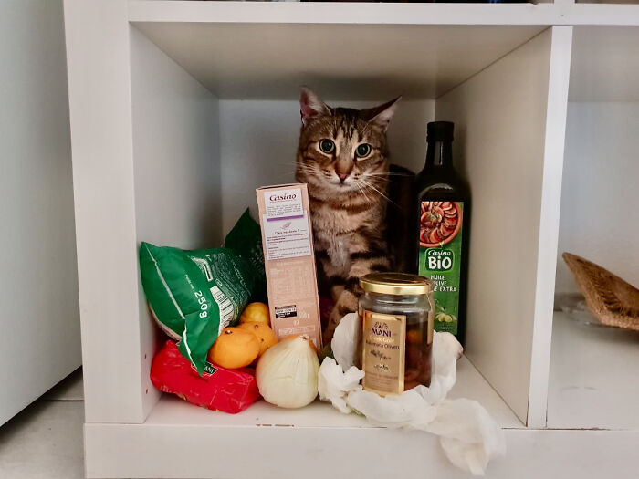 Our Newly Adopted Scaredy Cat, Hiding Out In Our Grocery Shelf